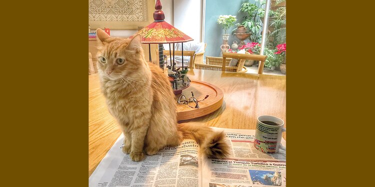 Alberto Ruy Sánchez hurga en misterios y rituales felinos