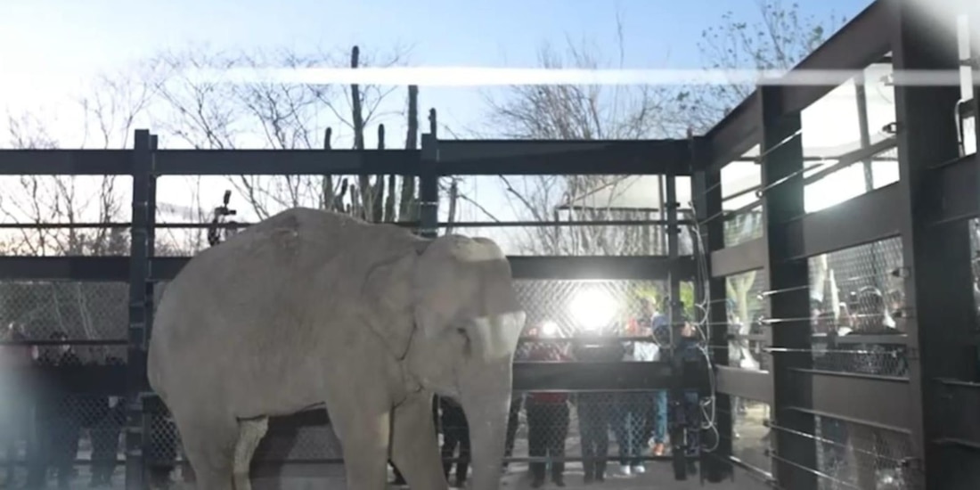 Bioparc Mazatlán se proyecta como el santuario de vida silvestre más importante de Latinoamérica.