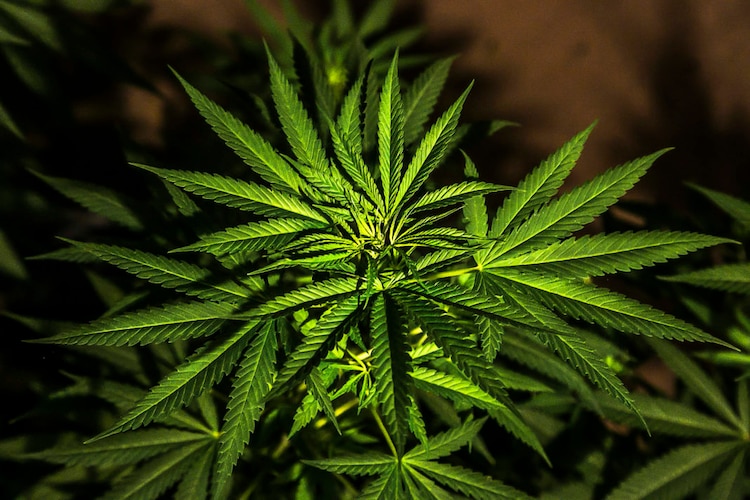 Marihuana en imagen ilustrativa