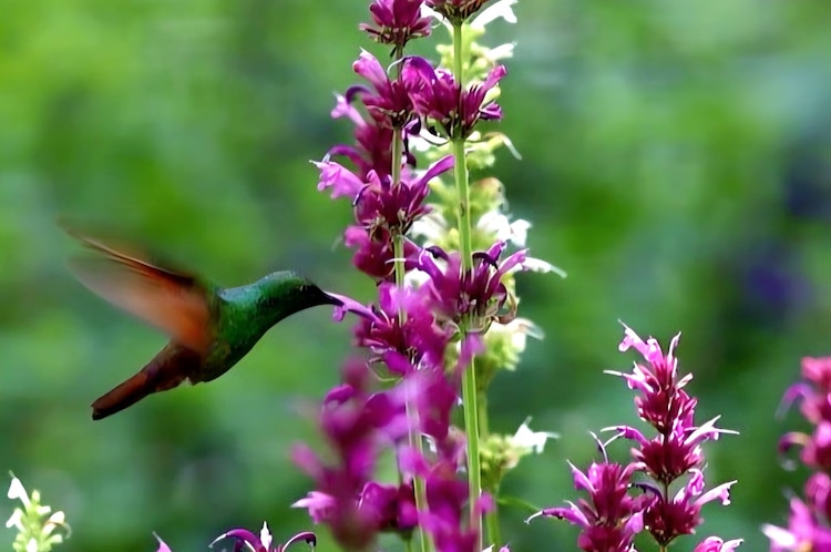 Especies aromáticas como salvias y lantanas conforman el nuevo refugio ambiental de la demarcación.