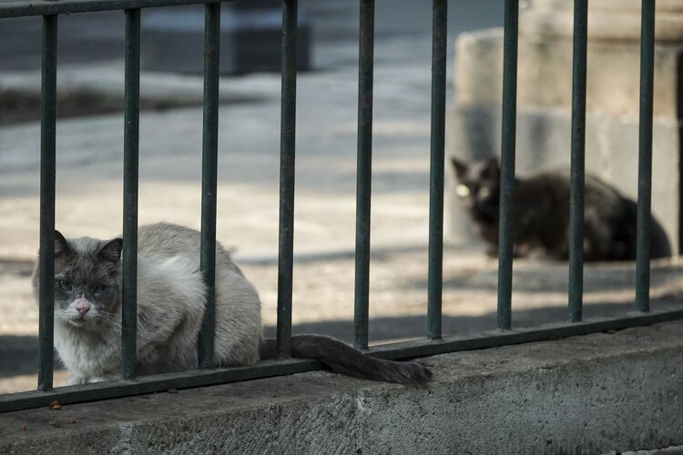 Al menos 25 "michis" viven en el Museo Panteón San Fernando.