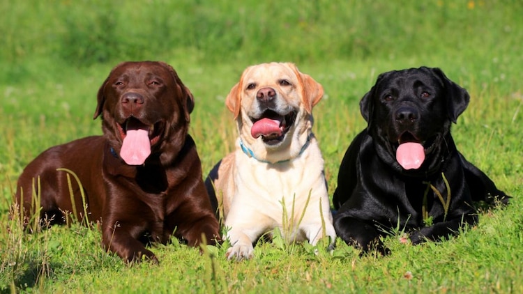El labrador retriever está entre las razas de perros ideales para el adiestramiento