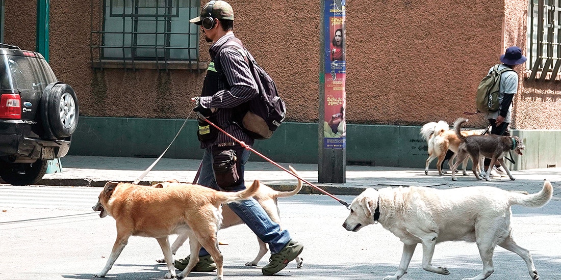 La Agencia de Atención Animal reportó este año al Congreso capitalino que tenía inscritos a 343 mil 209 mascotas en el Registro Nacional de Animales de Compañía.