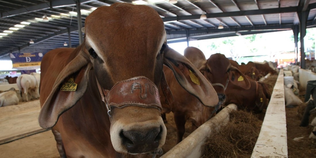 Suman 235 mdp invertidos en Crédito Ganadero a la Palabra en Tabasco.