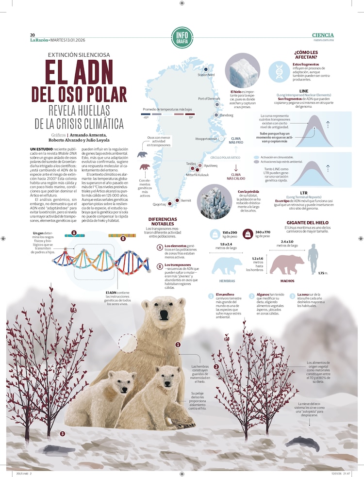 El ADN del oso polar revela huellas de la crisis climática