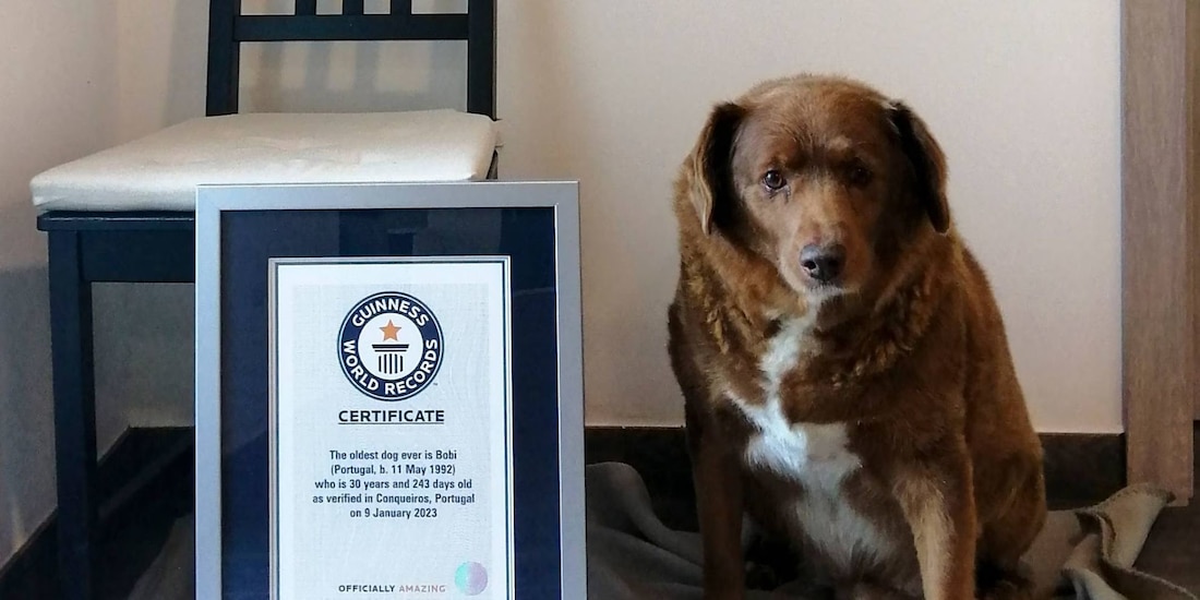 Muere Bobi, el perrito más viejo del mundo a los 31 años