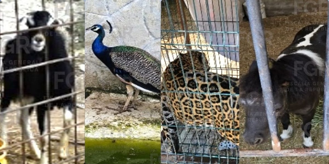 Asegura fauna silvestre y marihuana en inmueble de Zapopan