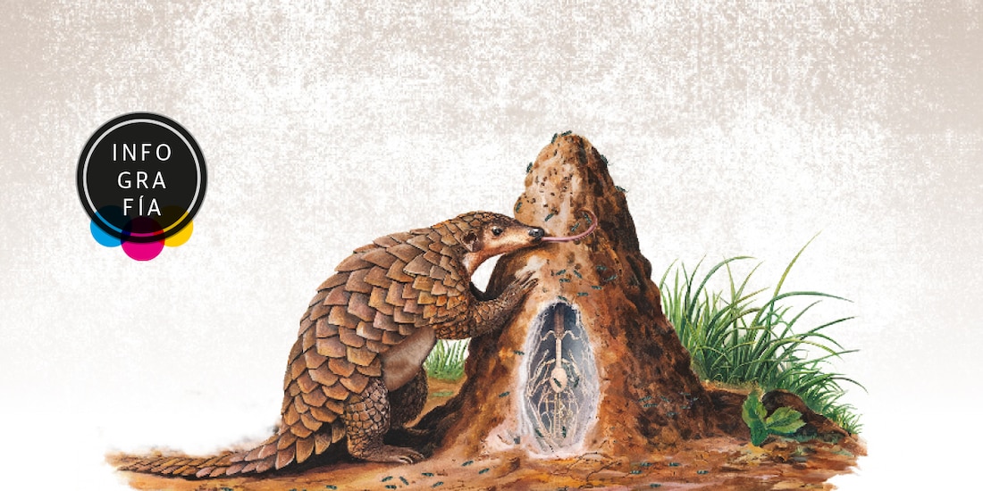 Pangolín, el mamífero más traficado del planeta, en gran peligro