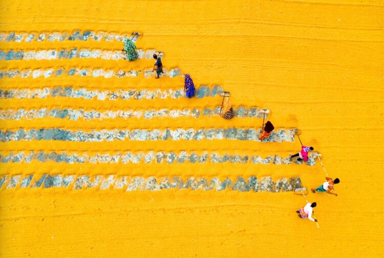 Rastrillando arroz / Md Tanveer Hassan Rohan