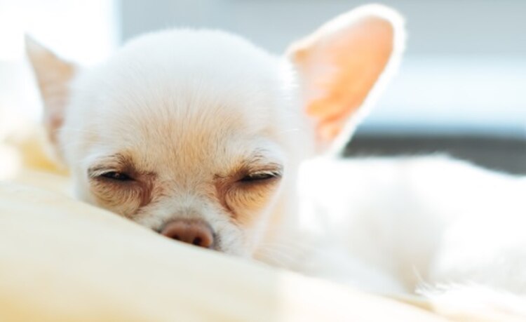 Recuerda, tu perro no actúa por las mismas motivaciones que un humano