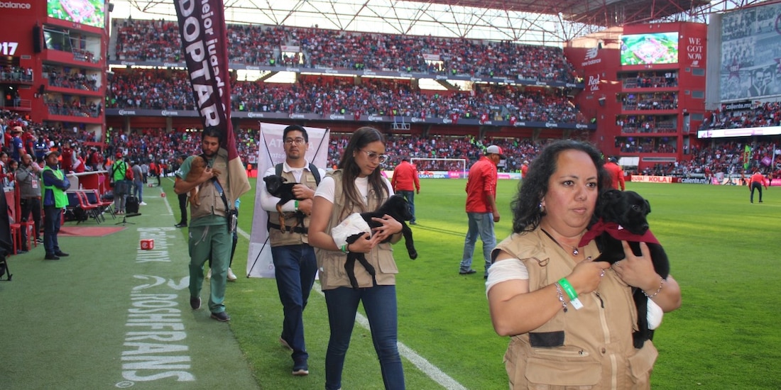 Gobierno del Estado de México instalará módulo de adopción animal en el Estadio Nemesio Diez.