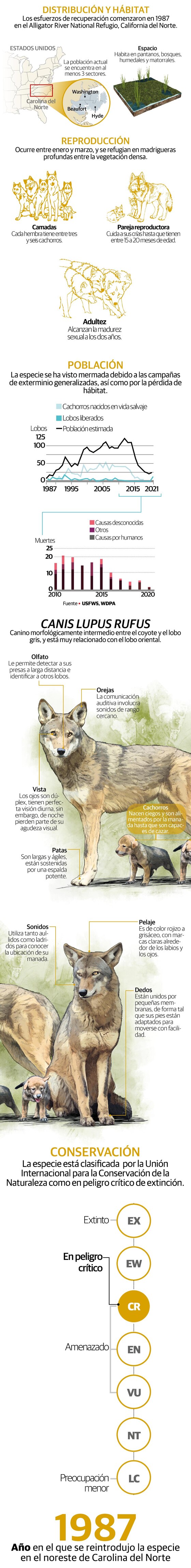 Recae en 8 lobos rojos la esperanza para salvar especie