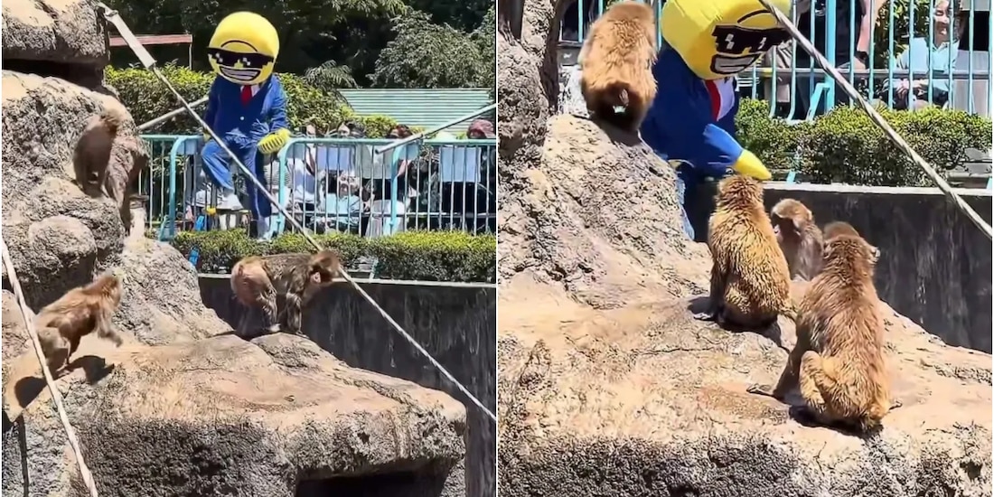 Turista estadounidense invade recinto de monos en zoológico de Japón.