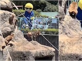 Turista estadounidense invade recinto de monos en zoológico de Japón.
