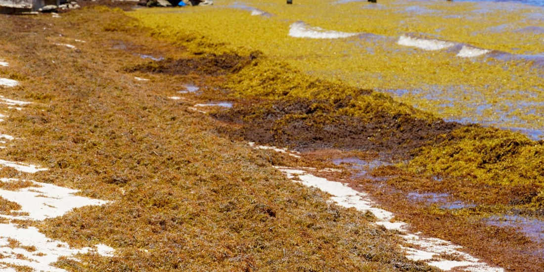El sargazo continúa siendo uno de los principales desafíos ambientales