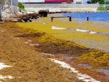 El sargazo continúa siendo uno de los principales desafíos ambientales