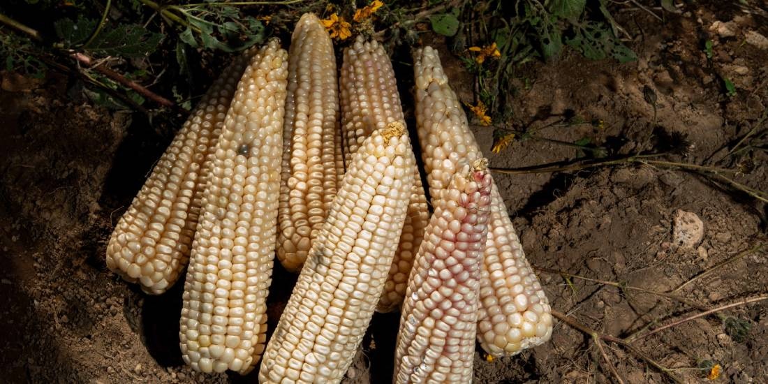 Agricultura paga más de mil 800 mdp a productores de maíz blanco y amarillo.