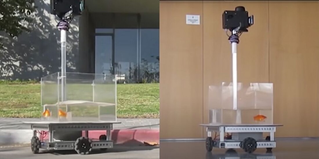 Científicos enseñan a "conducir" a peces dorados.