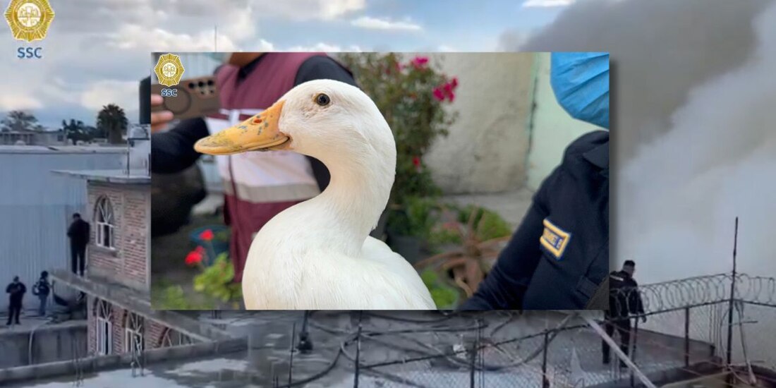 Elementos de la SSC-CDMX rescatan a un pato en medio del incendio en Iztacalco.