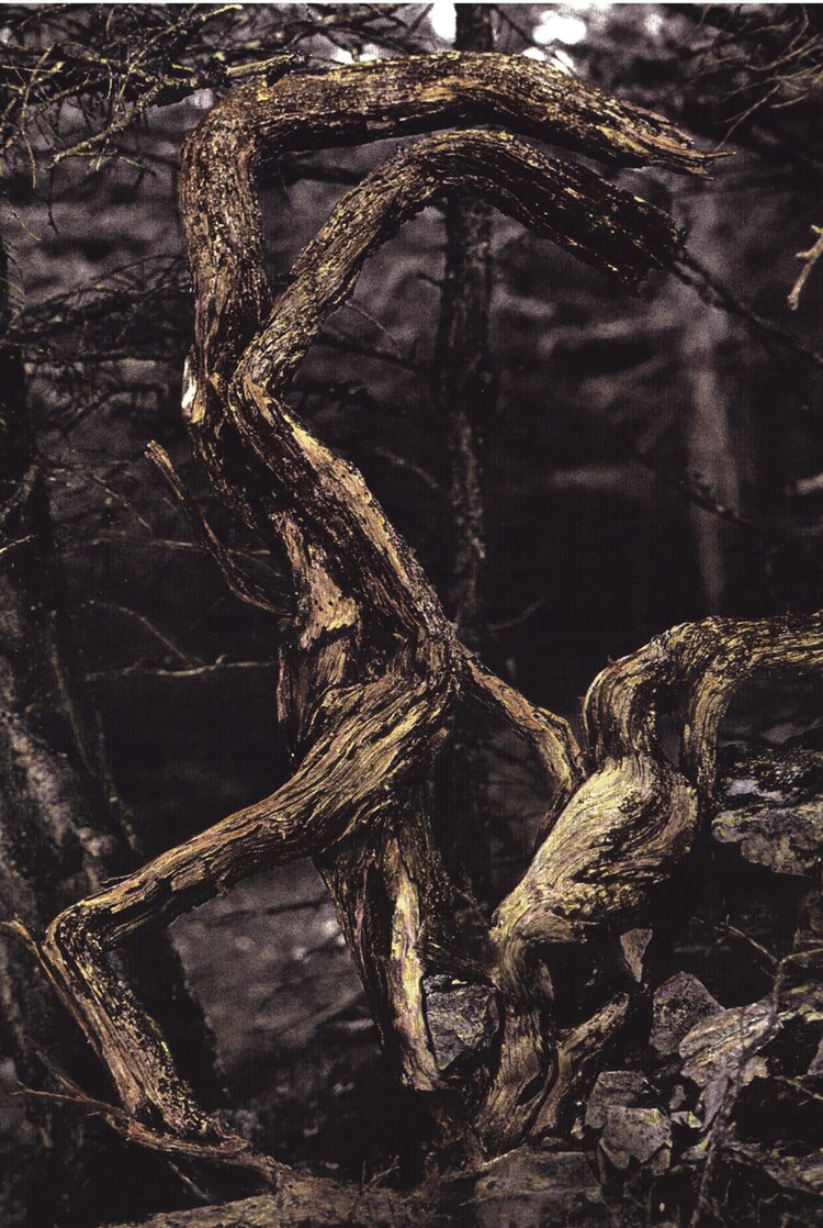 Alicia Ahumada, El bosque erotizado.