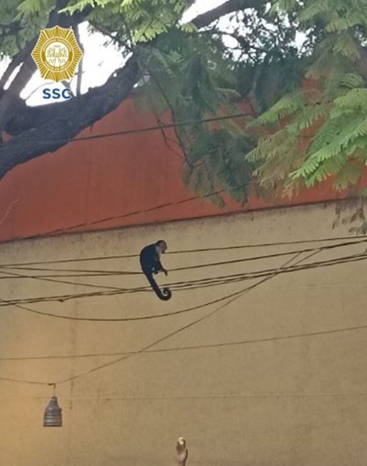 Mono capuchino deambulaba en la Venustiano Carranza