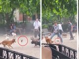 Rata provocó caos en parque de perros en Nueva York.