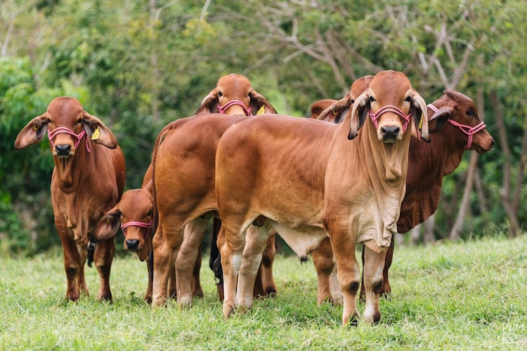 El encuentro reunirá en Yucatán a entre cuatro y cinco mil productores y especialistas del sector ganadero.