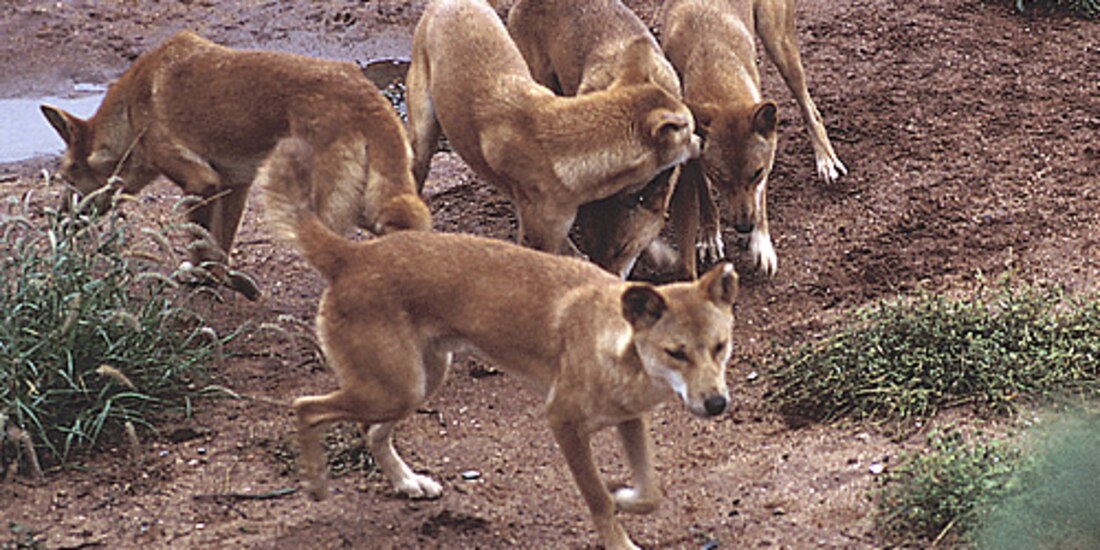 Manada de dingos, especie protegida en Australia ataca a turista mientras paseaba por la playa.