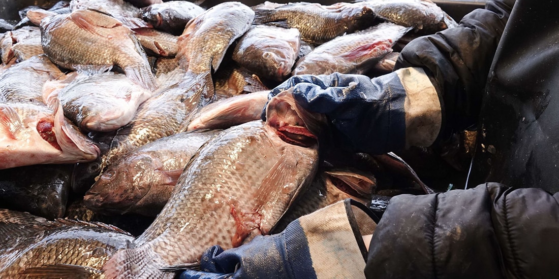 Establecimientos registran caída de 40% en venta de pescado