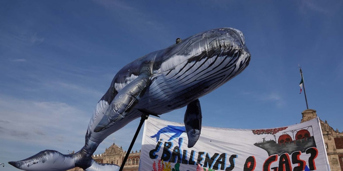 Activistas de la coalición #ballenasogas se manifestaron para exigir justicia para frenar el proyecto saguaro