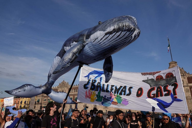 Activistas de la coalición #ballenasogas se manifestaron para exigir justicia para frenar el proyecto saguaro