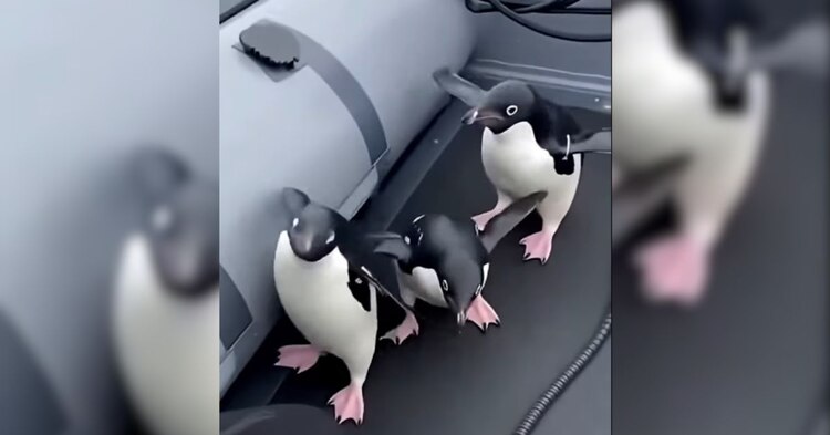 Pingüinos lucen un aspecto artificial, lo que sugiere que el video es falso.