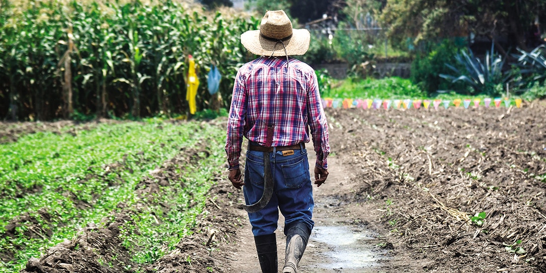 Un campesino camina en su campo de maíz, en 2025, en Tláhuac.