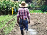 Un campesino camina en su campo de maíz, en 2025, en Tláhuac.
