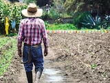 Un campesino camina en su campo de maíz, en 2025, en Tláhuac.