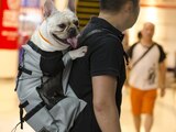 Lo que debes saber para elegir la mejor opción entre las mochilas para perros
