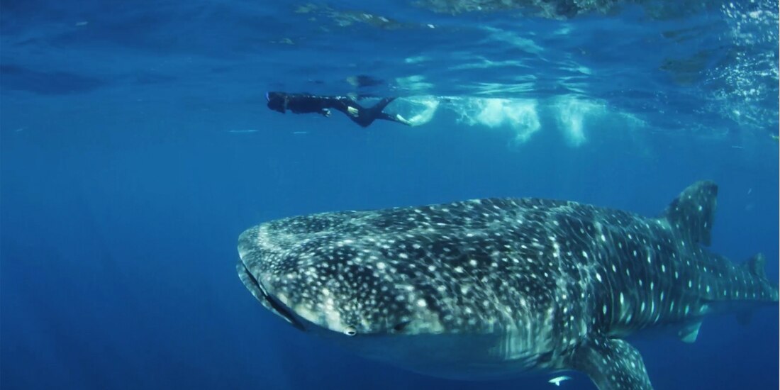 El tiburón ballena es vital para el ecosistema en México.
