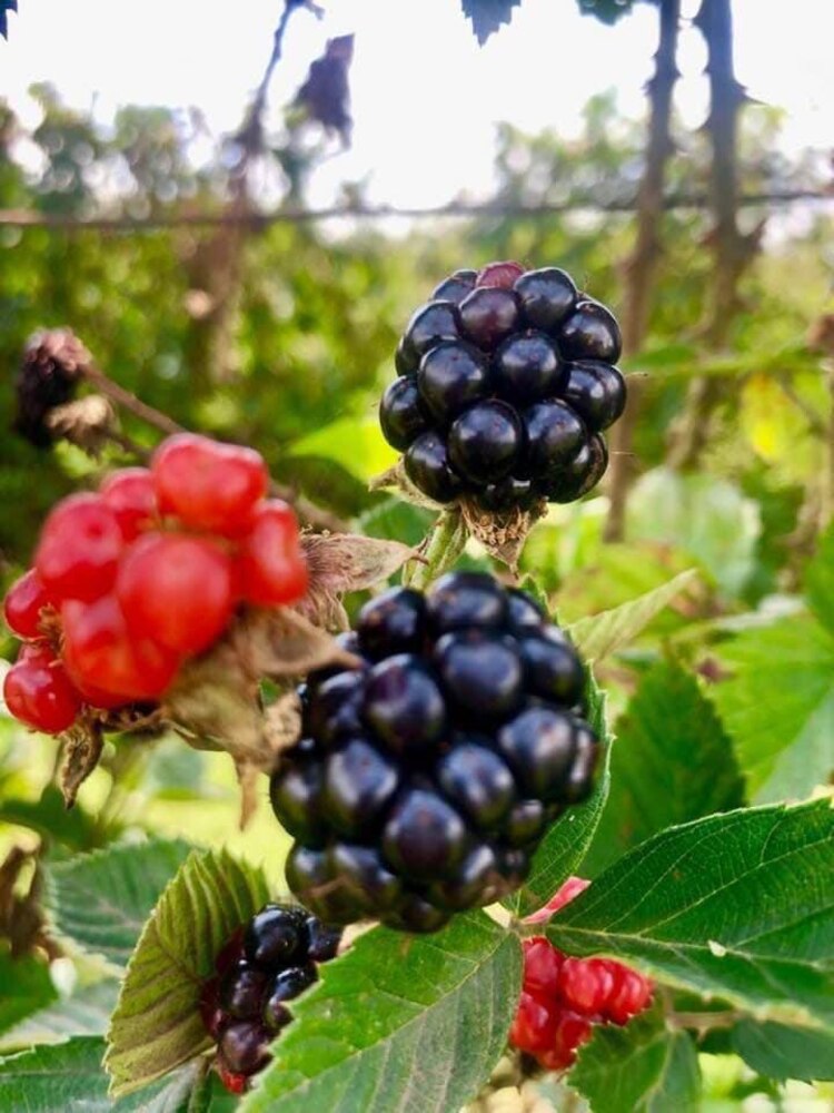 Productos agrícolas