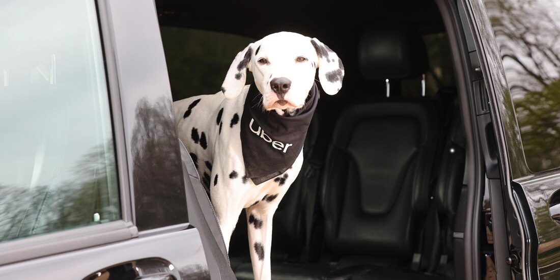 Uber Pet México ya está disponible. ¡Así podrás viajar con tu mascota!