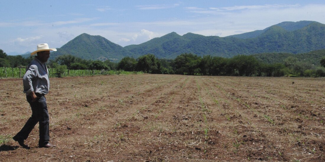Por sequía se dejaron de sembrar hasta 250 mil hectáreas de grano