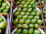 Suspende Senasica exportación de mango de huertos oaxaqueños por fruta infestada