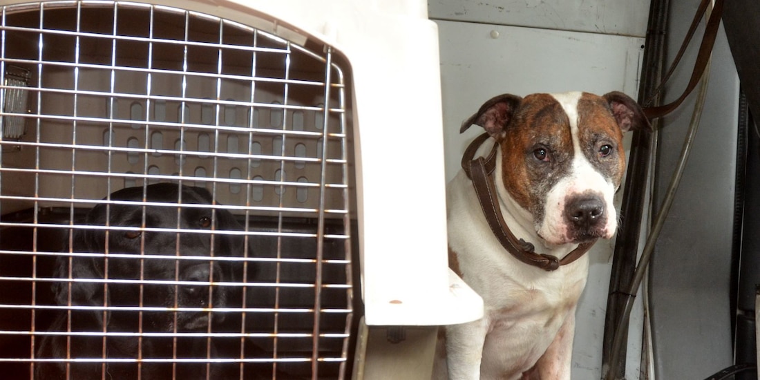 Senado prohíbe peleas de perros y otras forma de maltrato animal.