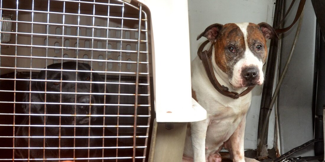 Dictamen sobre el tema a las peleas de perros, fue aprobado con 448 votos a favor.