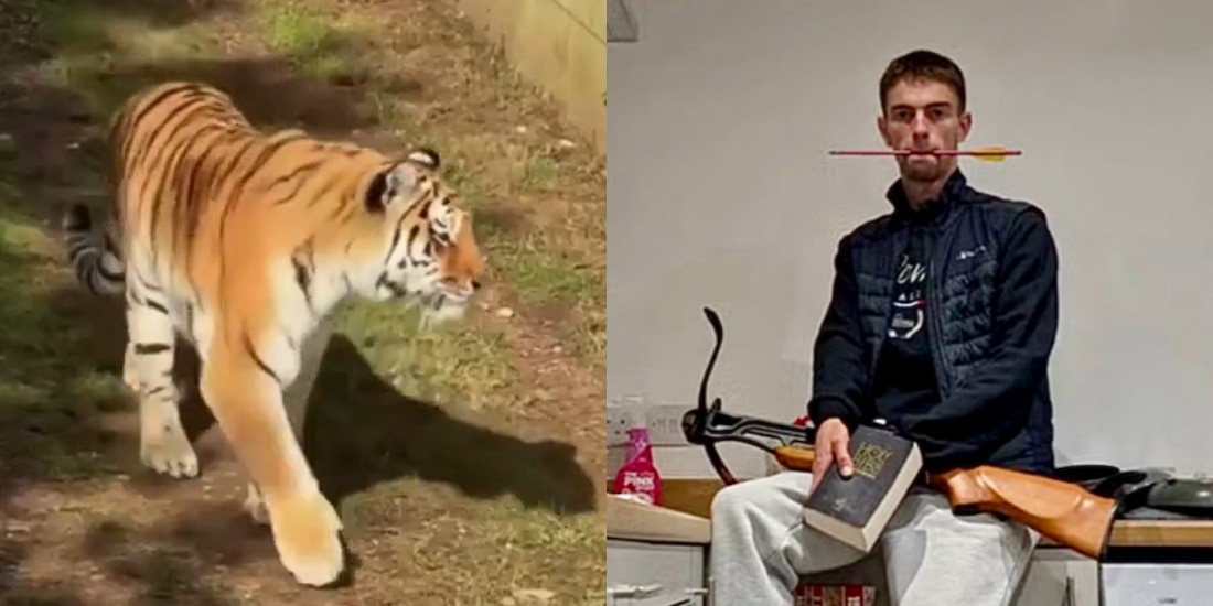 William Chapman murió en un ataque de tigre