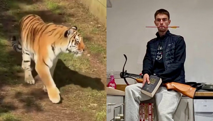 William Chapman murió en un ataque de tigre