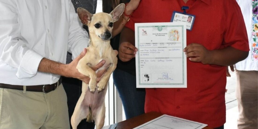 Michis y "perrhijos" reciben su acta de nacimiento en Veracruz.