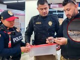 Capturan a cocodrilo en estación Balderas del Metro
