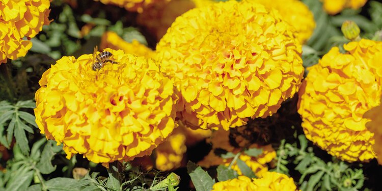 Las flores de cempasúchil no sólo ha atraído a visitantes de la ciudad, del país y del mundo, también a abejas.