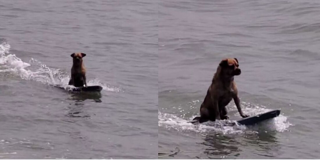 Perrito surfista conquista TikTok
