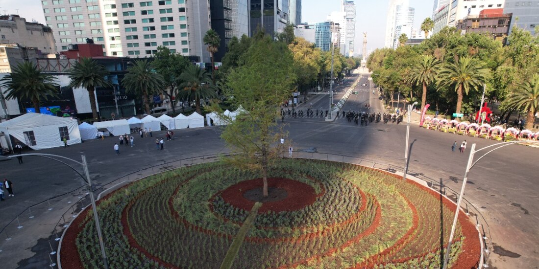El Ahuehuete sembrado en Reforma sigue dando de qué hablar.